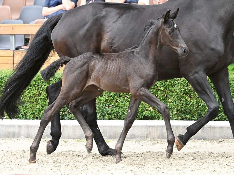 Hannoveriano Semental Potro (06/2024) Negro in Bad Bevensen