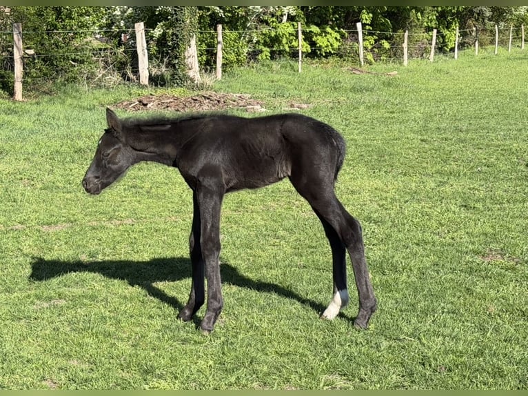 Hannoveriano Semental Potro (04/2026) Negro in Bröckel