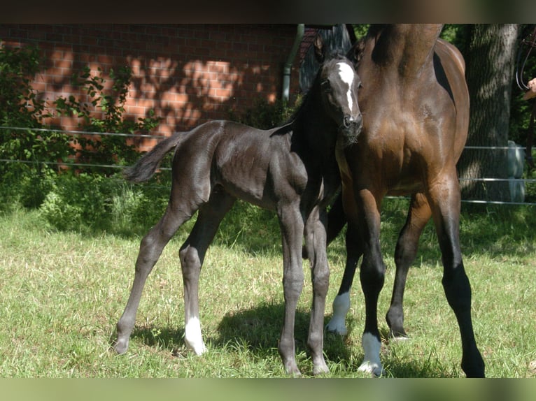 Hannoveriano Semental Potro (05/2024) Negro in Raddestorf