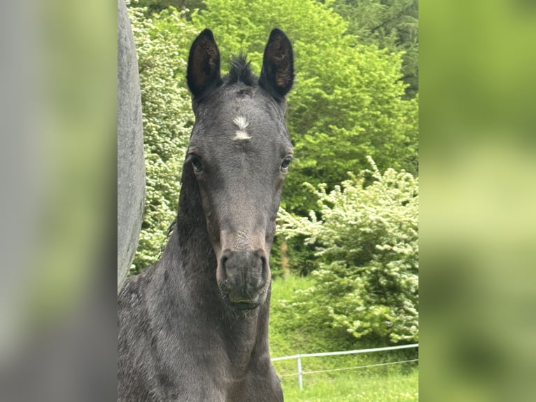 Hannoveriano Semental Potro (05/2026) Negro in Kirchnüchel