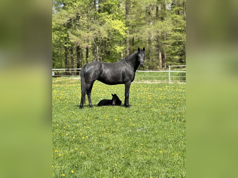 Hannoveriano Semental Potro (05/2026) Negro in Kirchnüchel