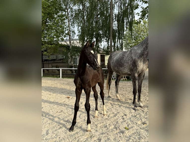 Hannoveriano Semental Potro (04/2026) Negro in Eschweiler