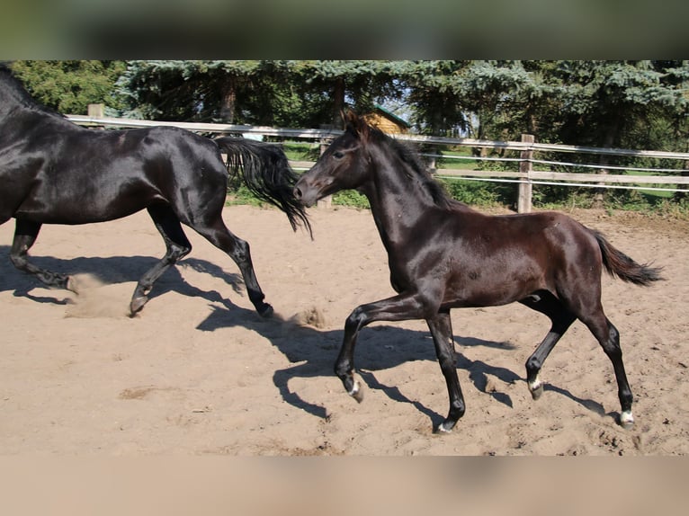 Hannoveriano Semental Potro (05/2024) Negro in Kremmen