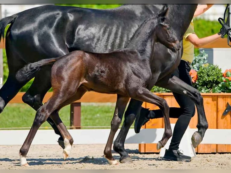 Hannoveriano Semental  Negro in Verden (Aller)