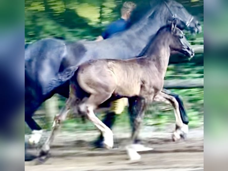 Hannoveriano Semental Potro (05/2025) Negro in Walsrode