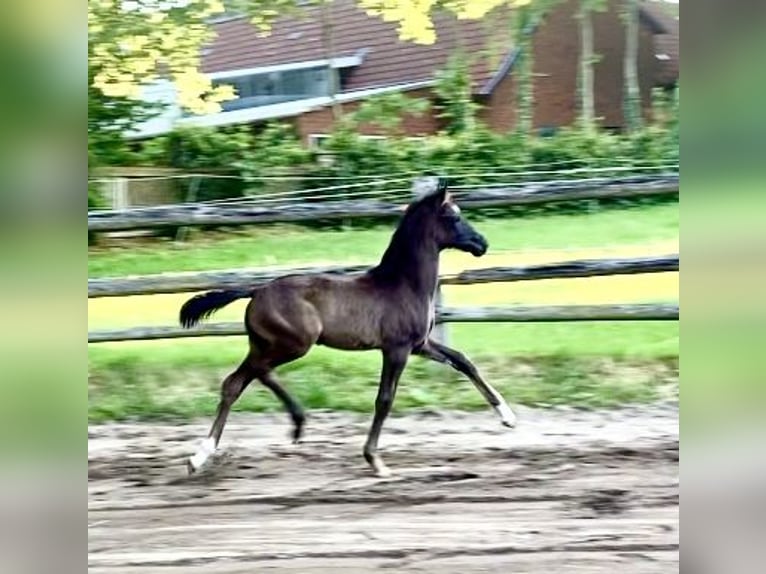 Hannoveriano Semental Potro (05/2025) Negro in Walsrode