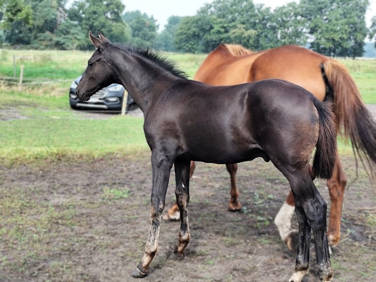 Hannoveriano Semental Potro (05/2025) Negro in Nennhausen
