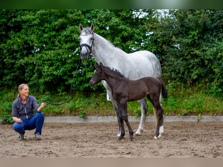 Hannoveriano Semental Potro (06/2025) Negro in Osterr&#xF6;nfeld