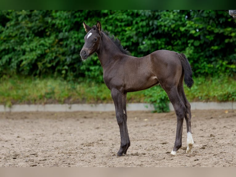 Hannoveriano Semental Potro (06/2025) Negro in Osterr&#xF6;nfeld