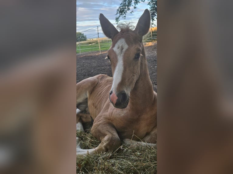 Hannoveriano Semental Potro (06/2025) Palomino in Fulda