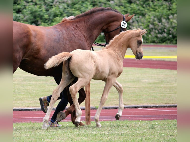 Hannoveriano Semental Potro (05/2026) Palomino in Hohenhameln