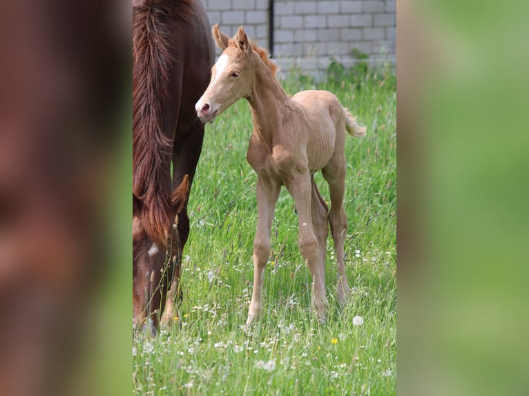 Hannoveriano Semental Potro (05/2026) Palomino in Hohenhameln