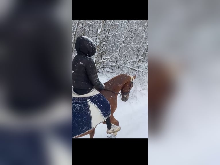 Hannoveriano Yegua 10 años 160 cm Alazán in Weißenburg in Bayern