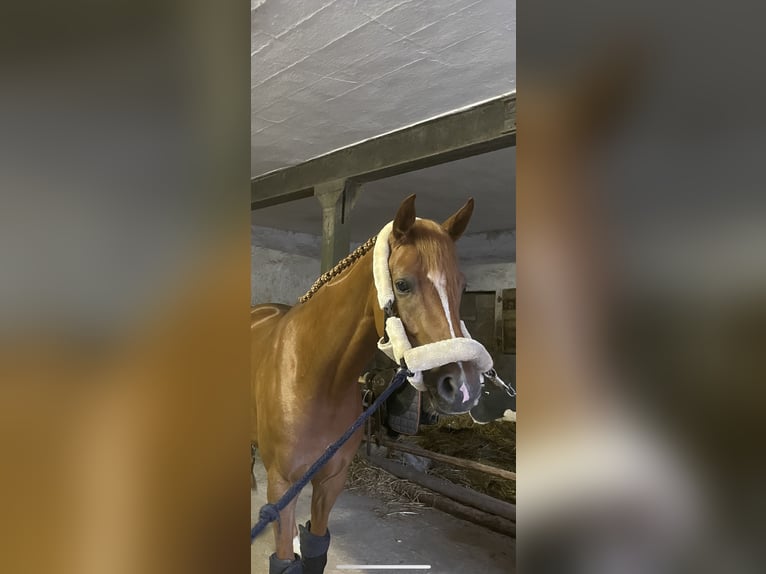 Hannoveriano Yegua 10 años 164 cm Alazán in Wachtberg