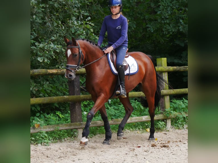 Hannoveriano Yegua 10 años 164 cm in Dorsten