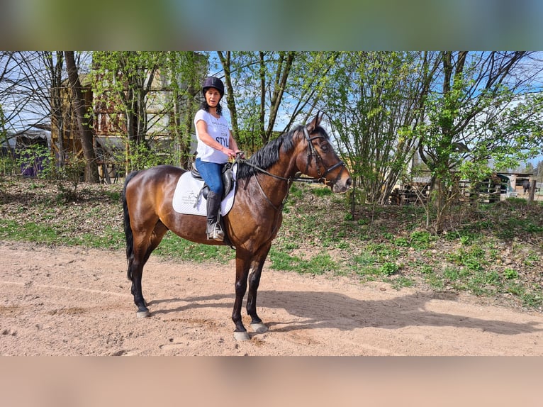 Hannoveriano Yegua 10 años 164 cm Castaño oscuro in Neuburg an der Donau