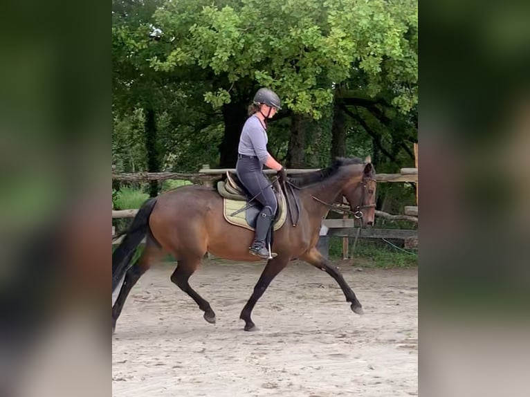 Hannoveriano Yegua 10 años 164 cm Morcillo in Boismorand
