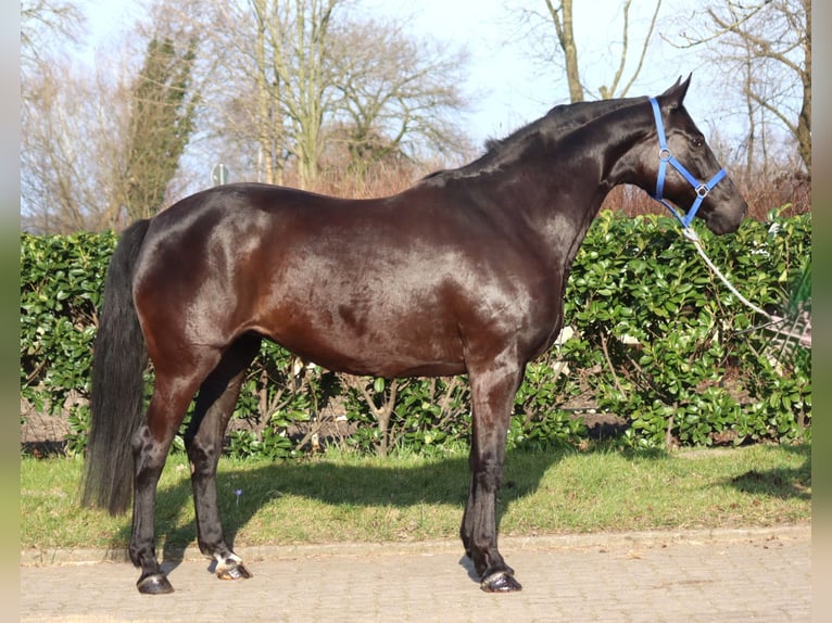 Hannoveriano Yegua 10 años 164 cm Negro in Selsingen