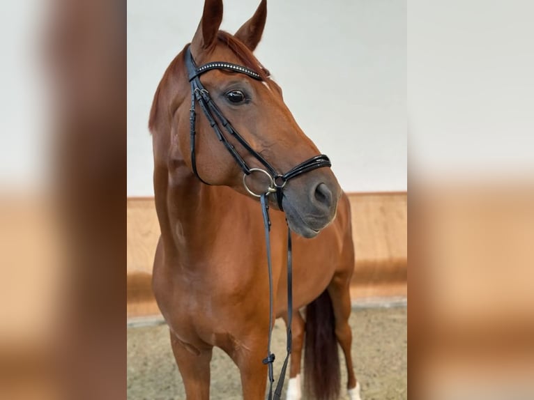 Hannoveriano Yegua 10 años 166 cm Alazán-tostado in Bucharest