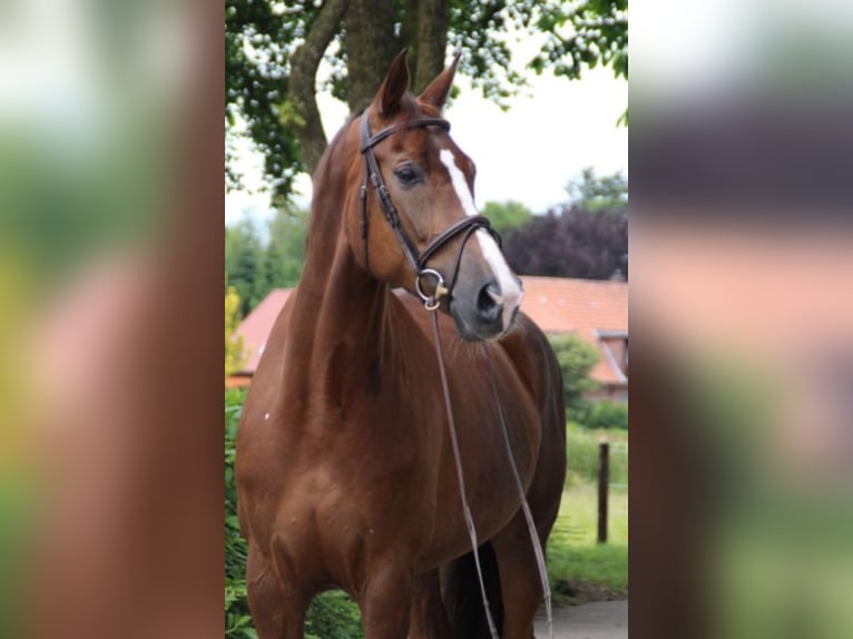 Hannoveriano Yegua 10 años 166 cm Alazán-tostado in Ahlerstedt