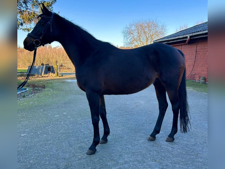 Hannoveriano Yegua 10 años 166 cm Castaño oscuro in Geestland