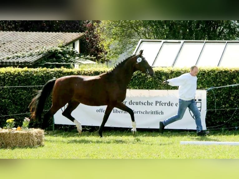 Hannoveriano Yegua 10 años 167 cm Castaño in Grünkraut