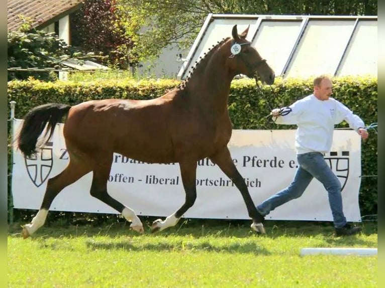 Hannoveriano Yegua 10 años 167 cm Castaño in Grünkraut