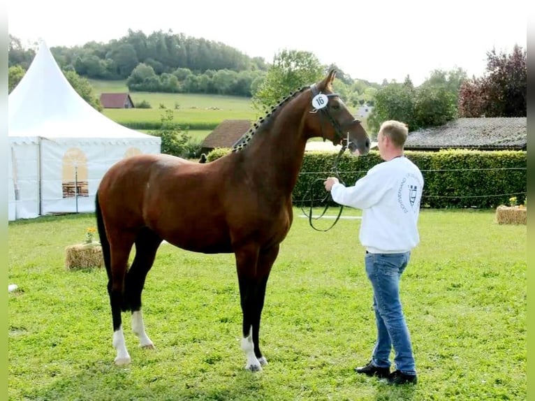 Hannoveriano Yegua 10 años 167 cm Castaño in Grünkraut