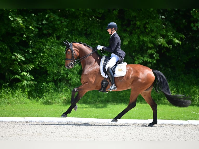 Hannoveriano Yegua 10 años 167 cm Castaño in Freiensteinau