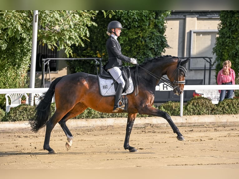 Hannoveriano Yegua 10 años 167 cm Castaño oscuro in Niederkassel