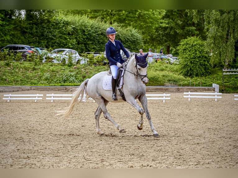 Hannoveriano Yegua 10 años 167 cm Tordo in Dortmund