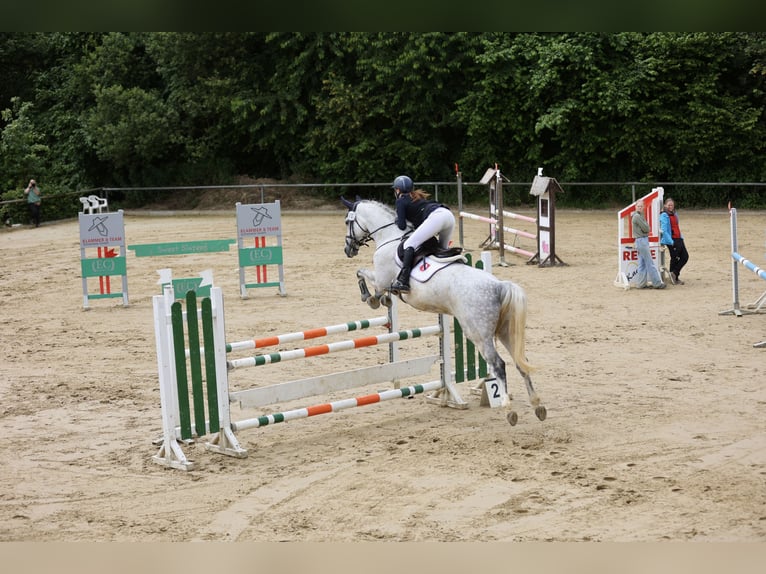 Hannoveriano Yegua 10 años 167 cm Tordo in Dortmund
