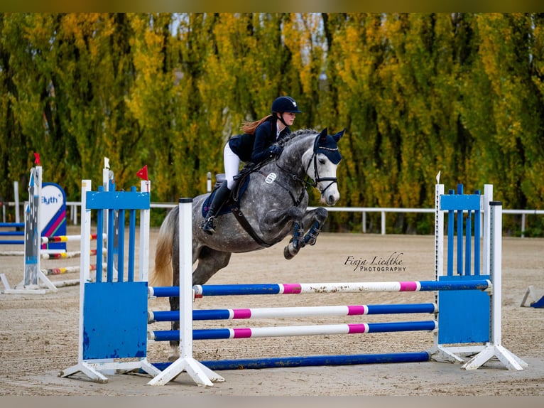 Hannoveriano Yegua 10 años 167 cm Tordo in Dortmund