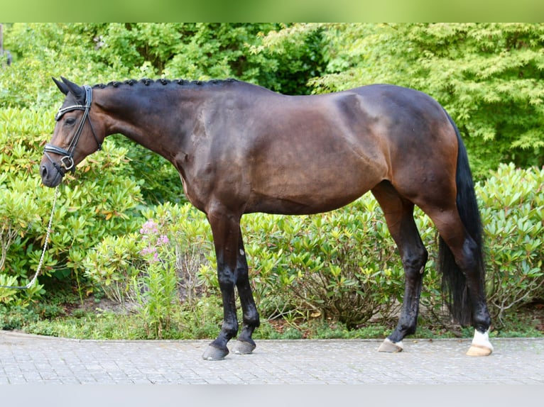Hannoveriano Yegua 10 años 168 cm Castaño oscuro in D&#xF6;rverden