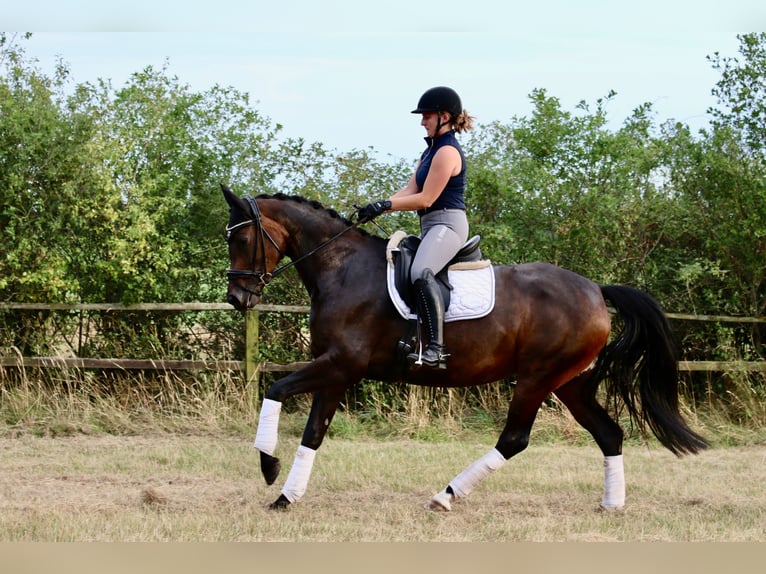 Hannoveriano Yegua 10 años 168 cm Castaño oscuro in D&#xF6;rverden