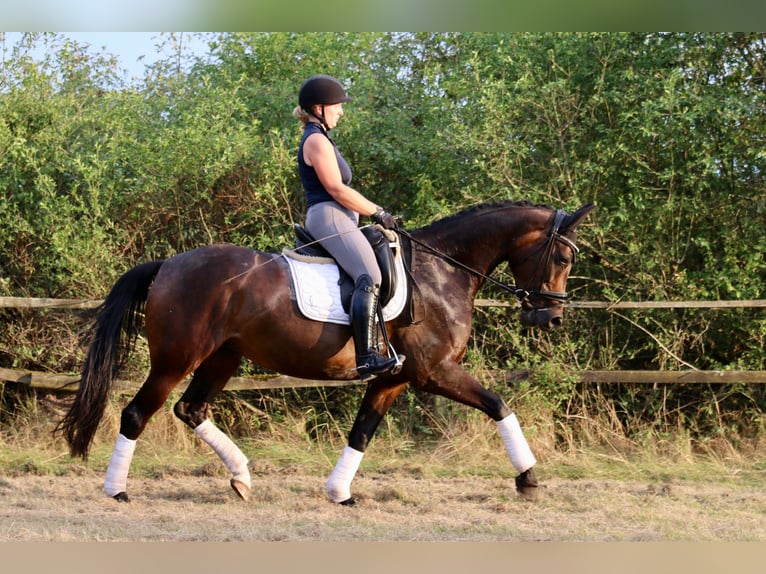 Hannoveriano Yegua 10 años 168 cm Castaño oscuro in D&#xF6;rverden
