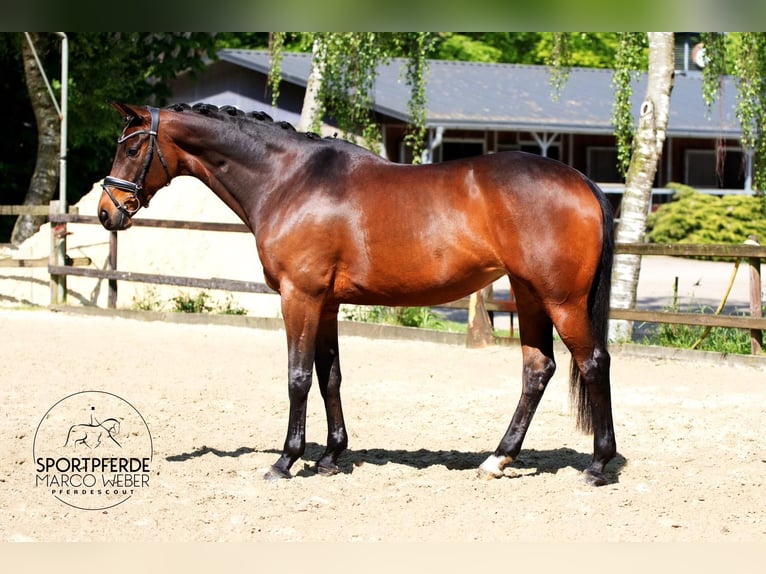 Hannoveriano Yegua 10 años 168 cm Castaño oscuro in Hassendorf