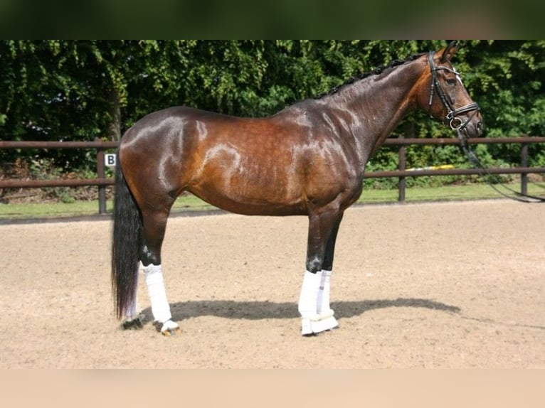 Hannoveriano Yegua 10 años 168 cm Castaño oscuro in Erkelenz