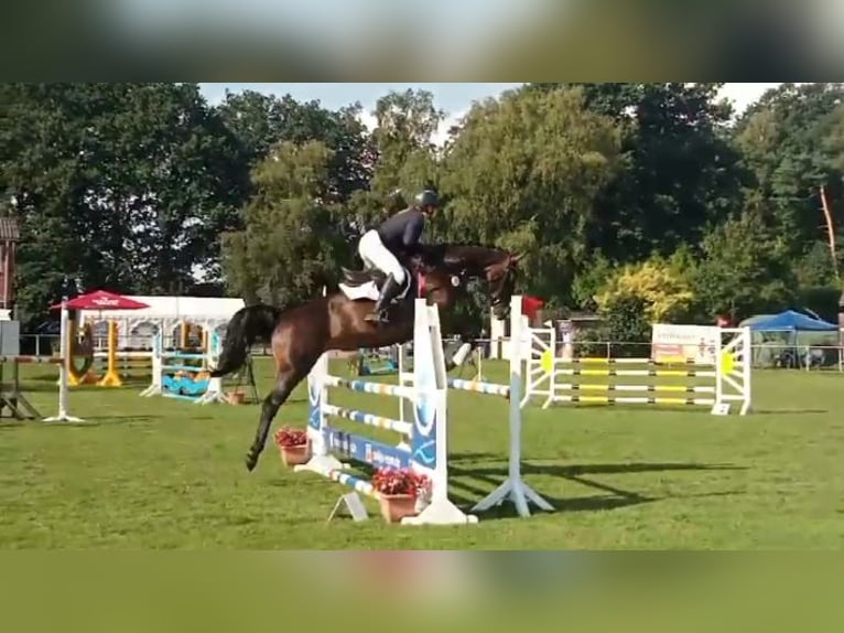 Hannoveriano Yegua 10 años 168 cm Castaño oscuro in Gnarrenburg