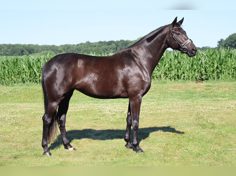 Hannoveriano Yegua 10 años 168 cm Negro in Haftenkamp