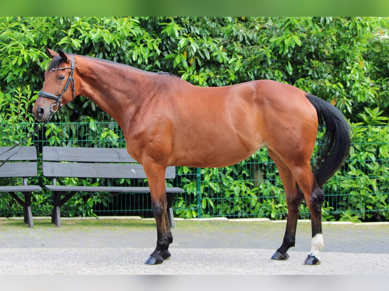 Hannoveriano Yegua 10 años 170 cm Castaño in Marienheide