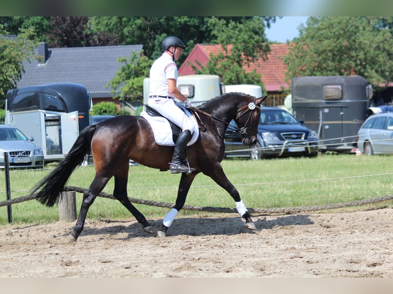 Hannoveriano Yegua 10 años 170 cm Castaño oscuro in Haltern am See