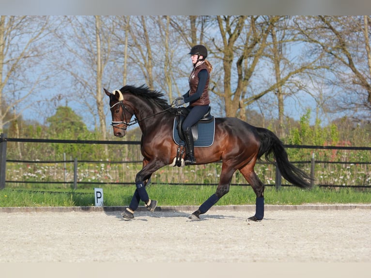 Hannoveriano Yegua 10 años 170 cm Castaño oscuro in Cloppenburg