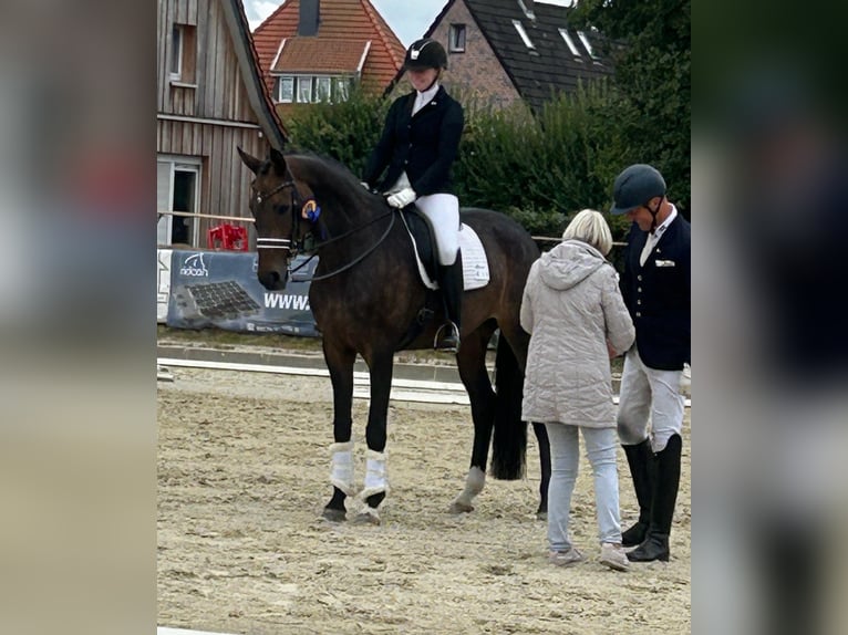 Hannoveriano Yegua 10 años 170 cm Castaño oscuro in HassendorfSottrum