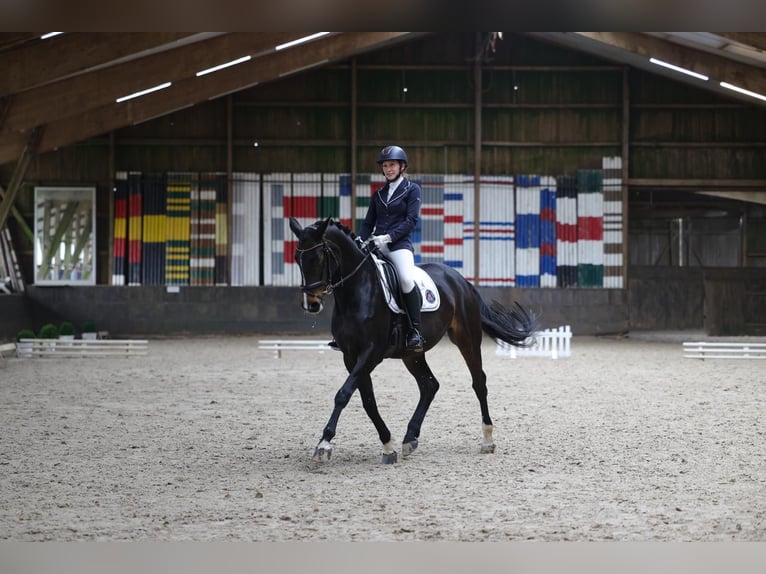 Hannoveriano Yegua 10 años 172 cm Castaño oscuro in Hamburg
