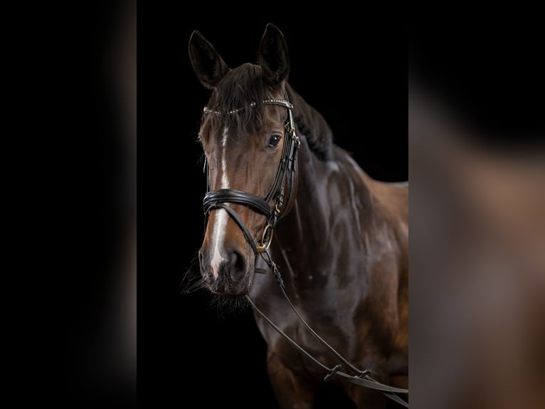 Hannoveriano Yegua 10 años 172 cm Castaño oscuro in Hamburg