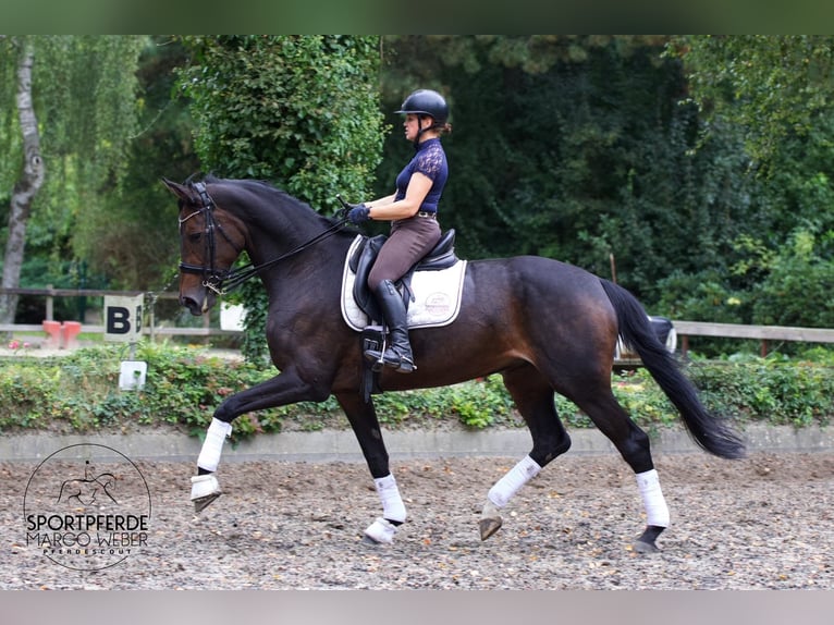 Hannoveriano Yegua 10 años 175 cm Castaño oscuro in Hassendorf