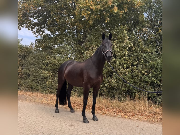 Hannoveriano Yegua 10 años 175 cm Negro in Düren