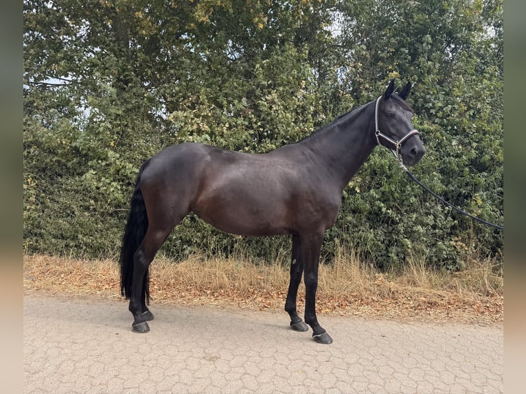Hannoveriano Yegua 10 años 175 cm Negro in Düren