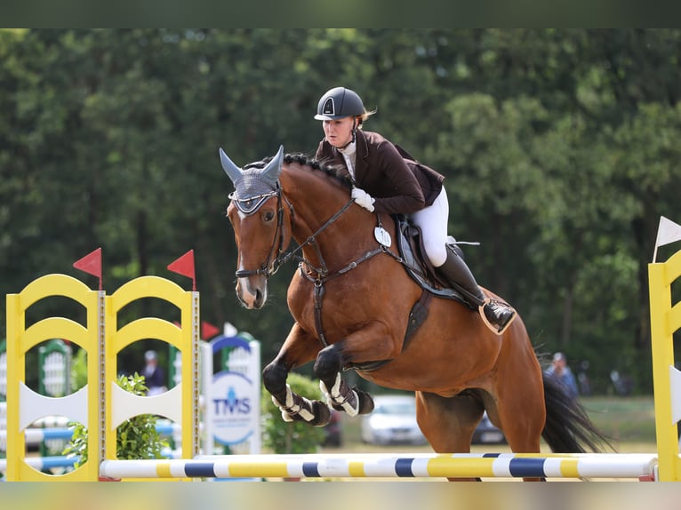 Hannoveriano Yegua 10 años 177 cm Castaño in Norderstedt